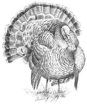 Turkey Sketch Turkey Sketch