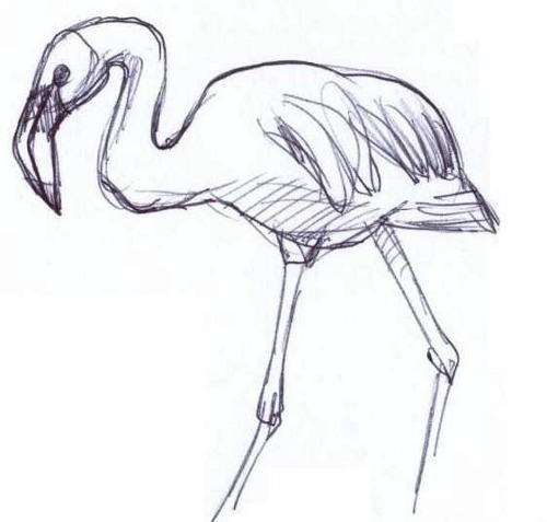 Pelican Sketch Pelican Sketch