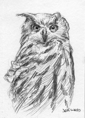 Owl Sketch