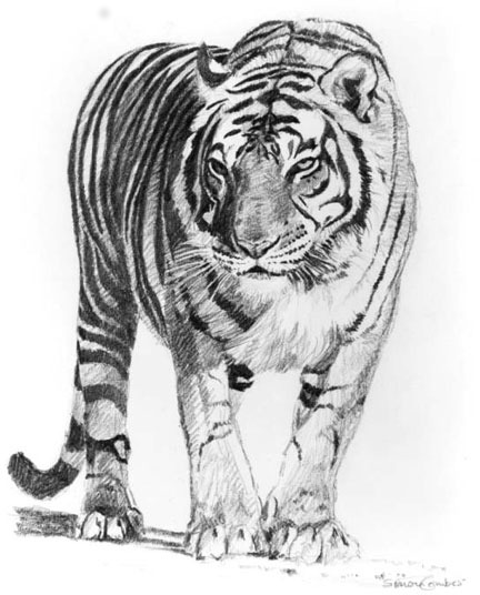 Tiger Sketch