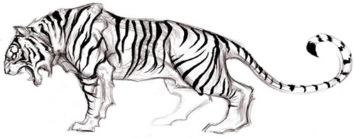 Angry Tiger Sketch