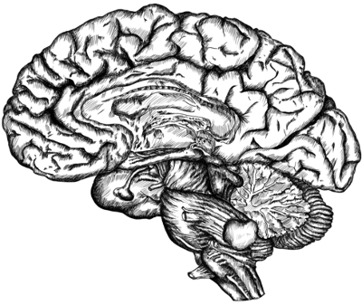 Brain Sketch
