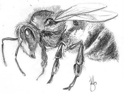 Bee Sketch