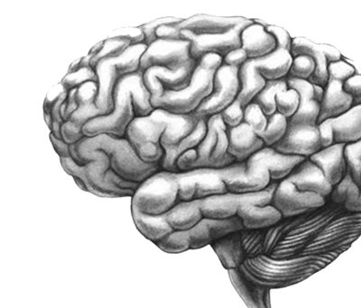 Brain Sketch
