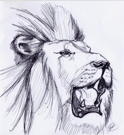 Lion Roar Sketch