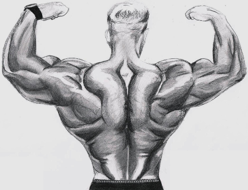 Bodybuilder Back Sketch