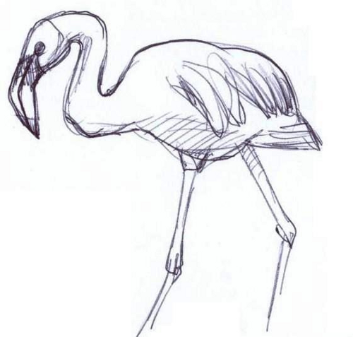 Pelican Sketch