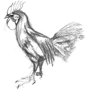 Rooster Sketch