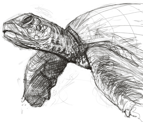 Turtle Sketch