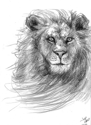 Lion Sketch