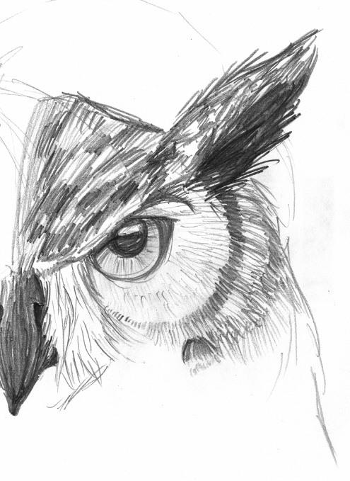 Owl Face Sketch