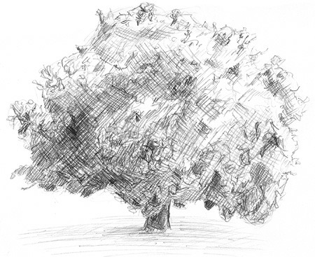 Tree Sketch