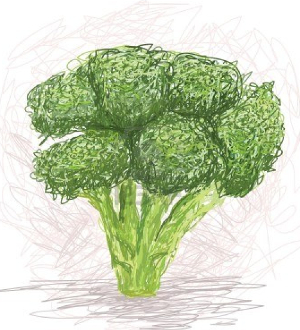 Broccoli Sketch