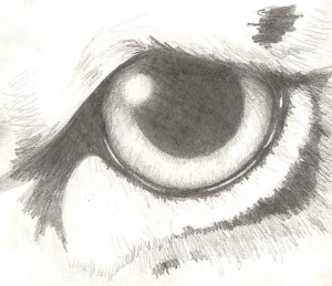 Eye Sketch