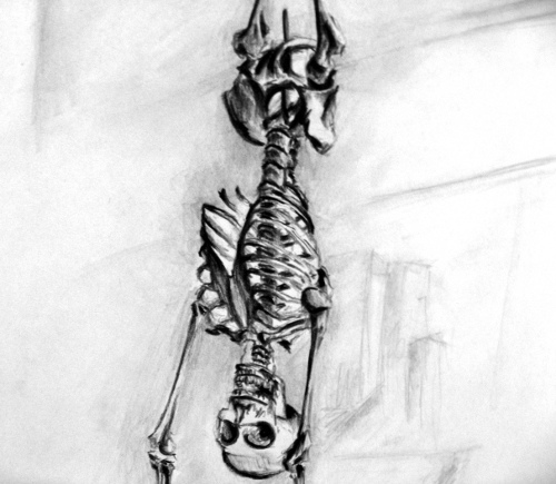 Skeleton Hanging Sketch