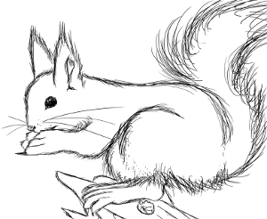 Squirrel Sketch